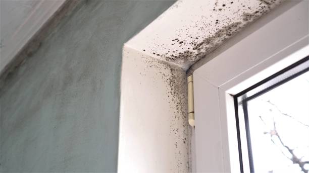 Mold Removal and Inspection in Four Bridges, OH