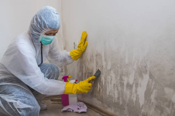 Best Fast Mold Removal  in Four Bridges, OH