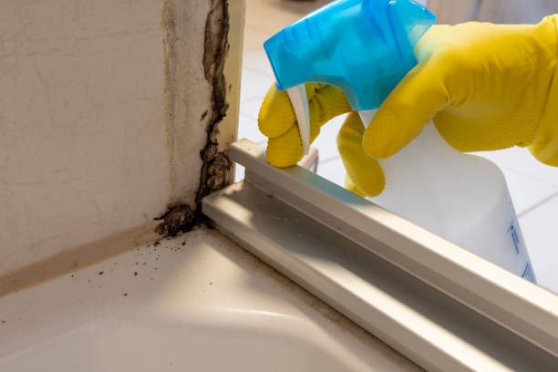 Mold Testing and Removal in Four Bridges, OH