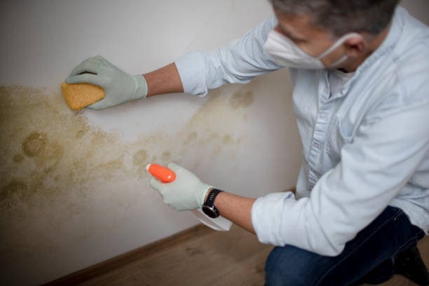 Best Mold Removal and Inspection  in Four Bridges, OH