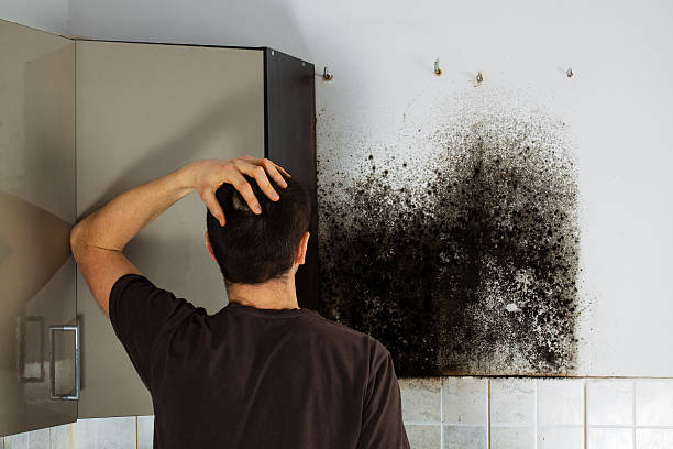 Best Mold Removal Near Me  in Four Bridges, OH